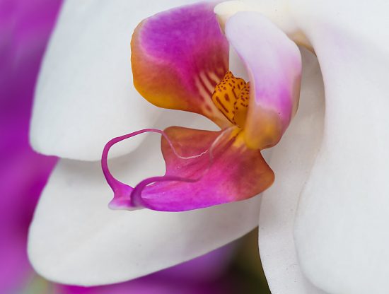 Orchid purple center