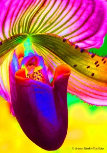 Orchid - modern art with high saturation
