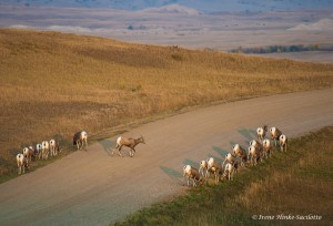 Bighorn sheep along Sage Creek Rim Road