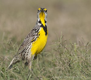 Meadow Lark Singing in South Dakota Badlands