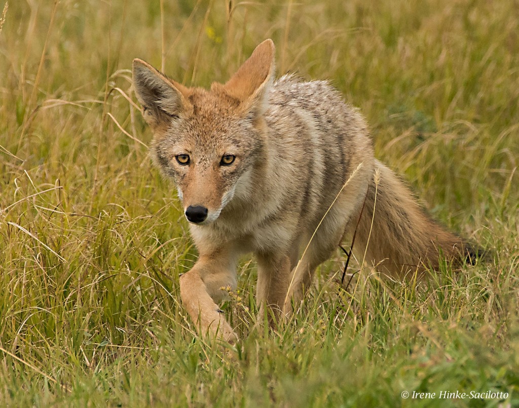 Coyote stalking prey