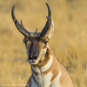 Pronghorn at rest in grasses