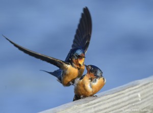 Swallows mating on Assateague Island