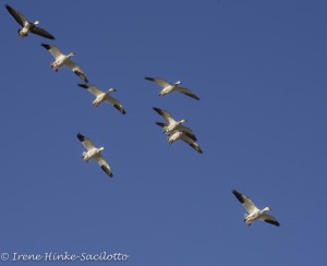 Snow geese flying in formation