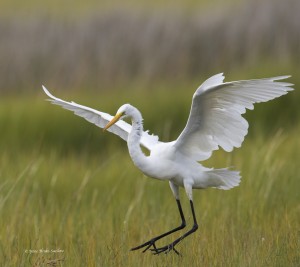 Landing great egret