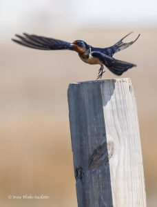 Barn swallow heading for nest.
