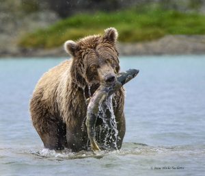 Bear with fish.