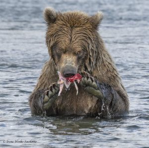 Bear photographed at McNeil River Falls State Game Reserve.