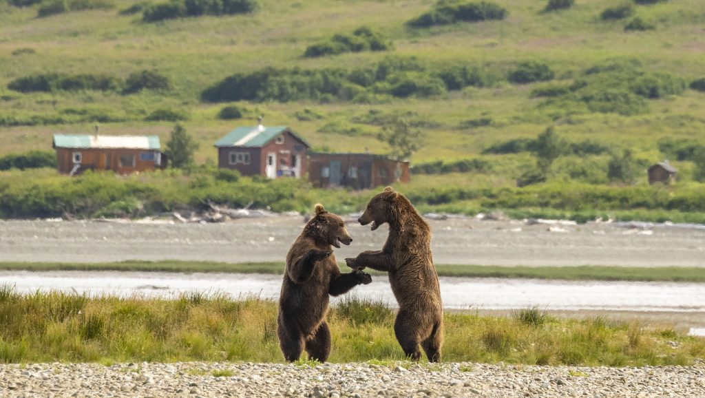 Young bear sparing