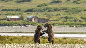 Young bear sparing