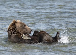 Brown Bear at McNeil River holding onto fish it caught.