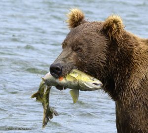 Brown bear at McNeil River with silver salmon.