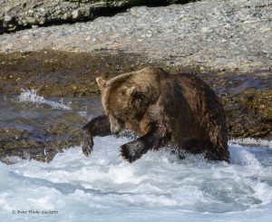 Brown bear trying to catch a salmon.