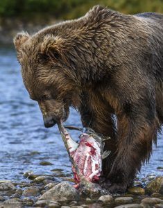 Bear skinning salmon before eating