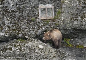 Bear walking on steep wall.
