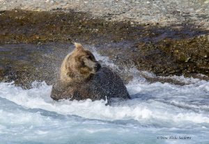Brown Bear at McNeil River