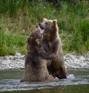 Young bears sparing at lower falls.