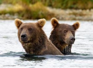 Young bears at McNeil River.