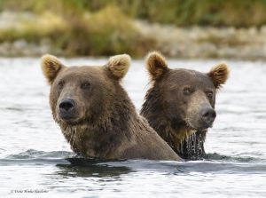 Bears in river.