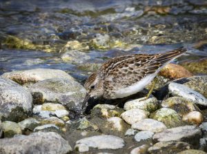 Least Sandpiper is another visitor to McNeil River.
