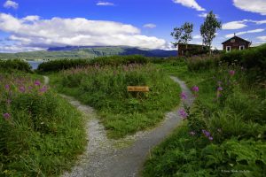 View of fireweed and mountains.