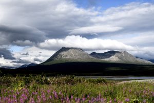 Aleutian chain and fireweed.