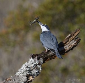 Belted Kingfisher eating crab at Chincoteague NWR