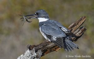 Kingfisher holding crab in bill.
