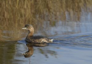 Pied-billed grebe swimming.