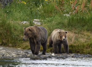 Coastal Brown Bear of Mc Neil
