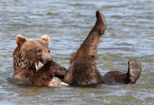 Brown bear with salmon