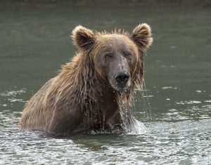 Brown Bear raising fishing.