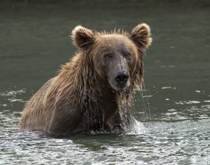 Brown bear raising its head from the water.