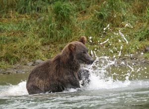 Brown bear at lower falls of Mc Neil River