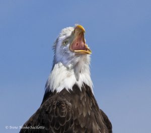 Bald Eagle calling