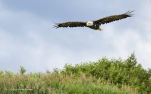 Bald Eagle flying