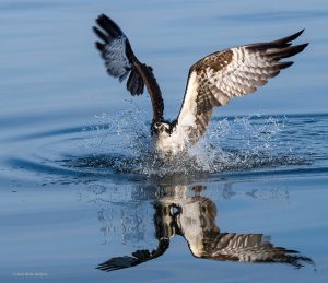 Osprey reflection