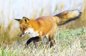 Red fox