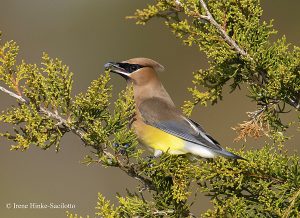 Cedar Waxwing