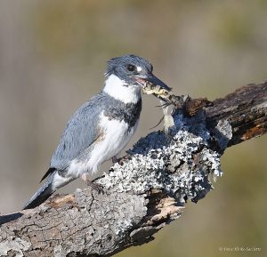 Belted kingfisher