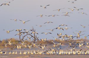 Snow geese