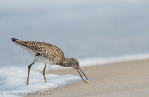 Willet