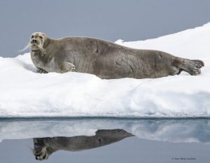 Bearded seal with curly whiskers