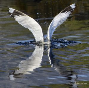 Gull landing