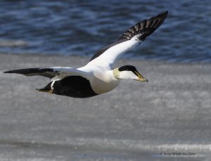 Common eider flying