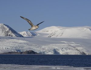 Fulmar in flight