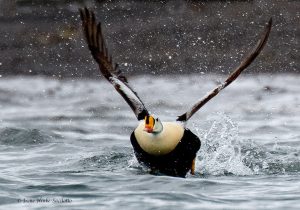 Male eider