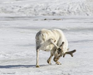 Reindeer on snow