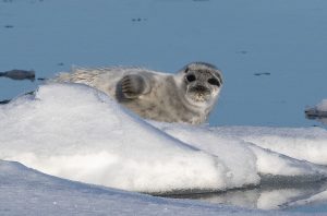 Seal on ice