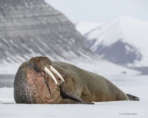 Walrus from zodiac